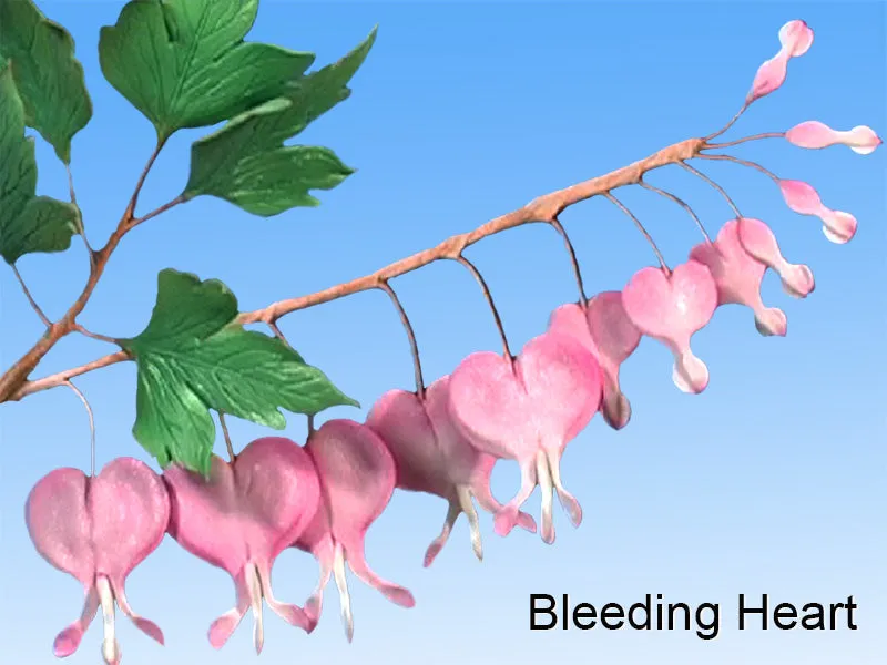 Bleeding Heart