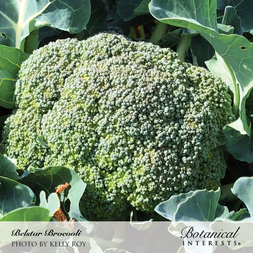 Broccoli Belstar Hybrid Org Seed Pkt