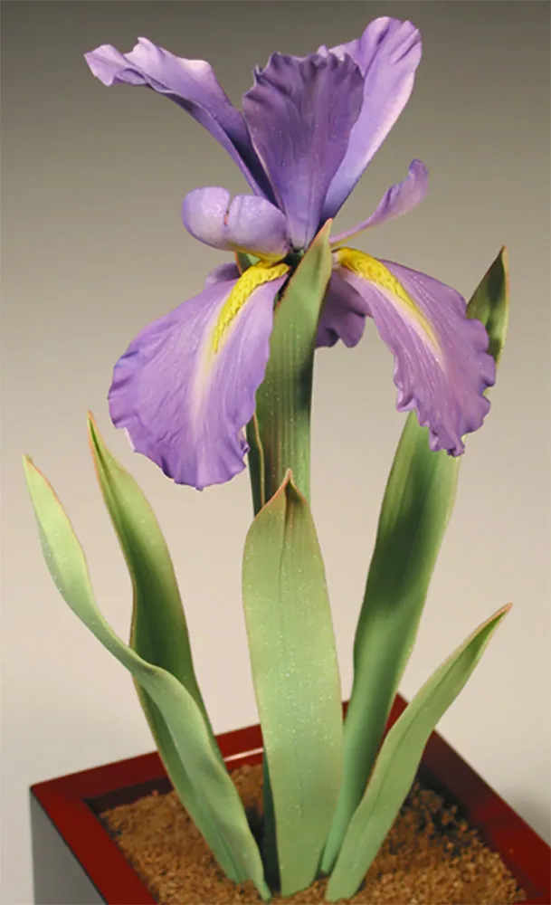 Dutch Iris