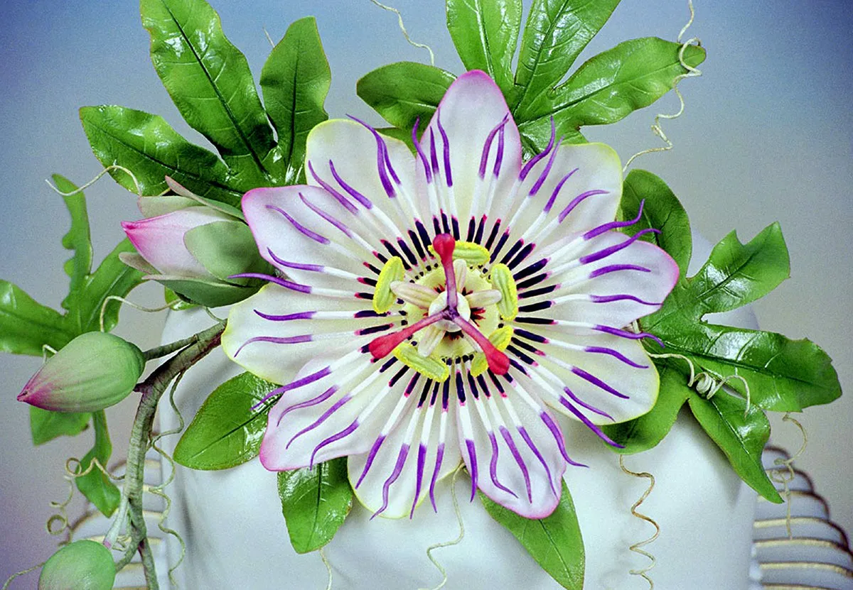 Passion Flower Leaf