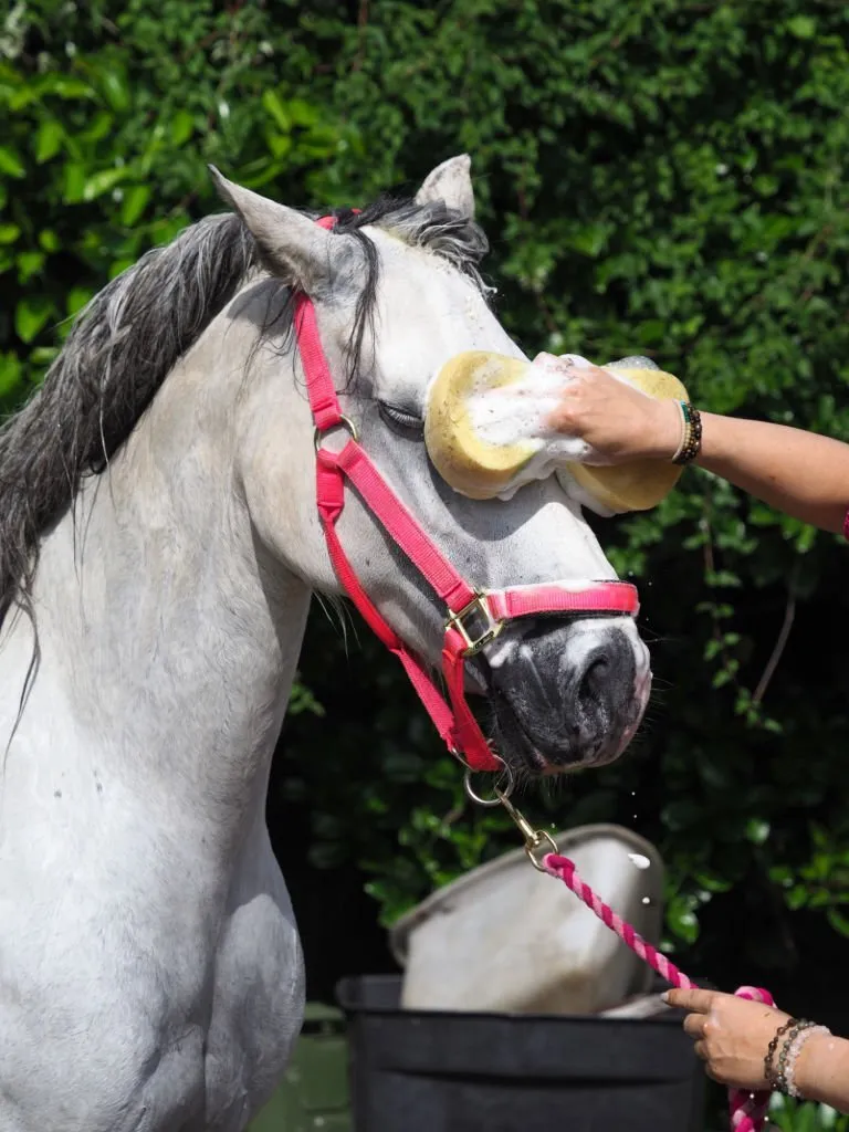 Professional Horse Grooming Dryer Kit - 2800W High-Velocity Equine Blow Dryer for Shedding with Neem Oil Shampoo