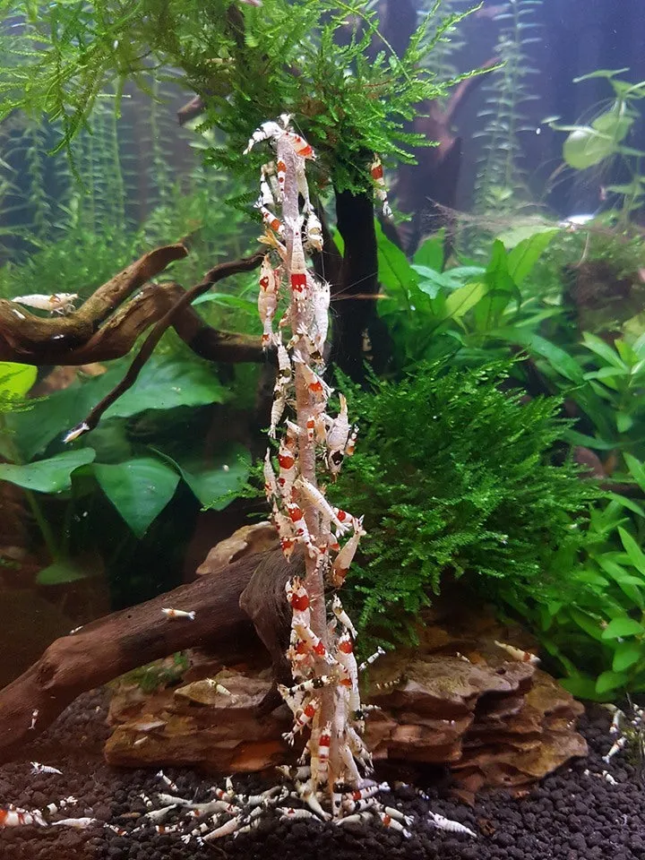 Shrimp Lolly Stick Algae & Vegetable 10 pack